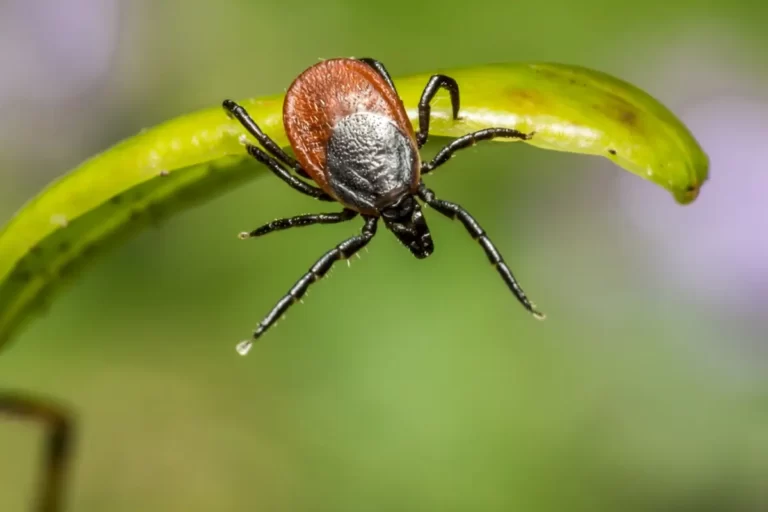 Safe for Tick Season – Get Protected with Your Vaccination